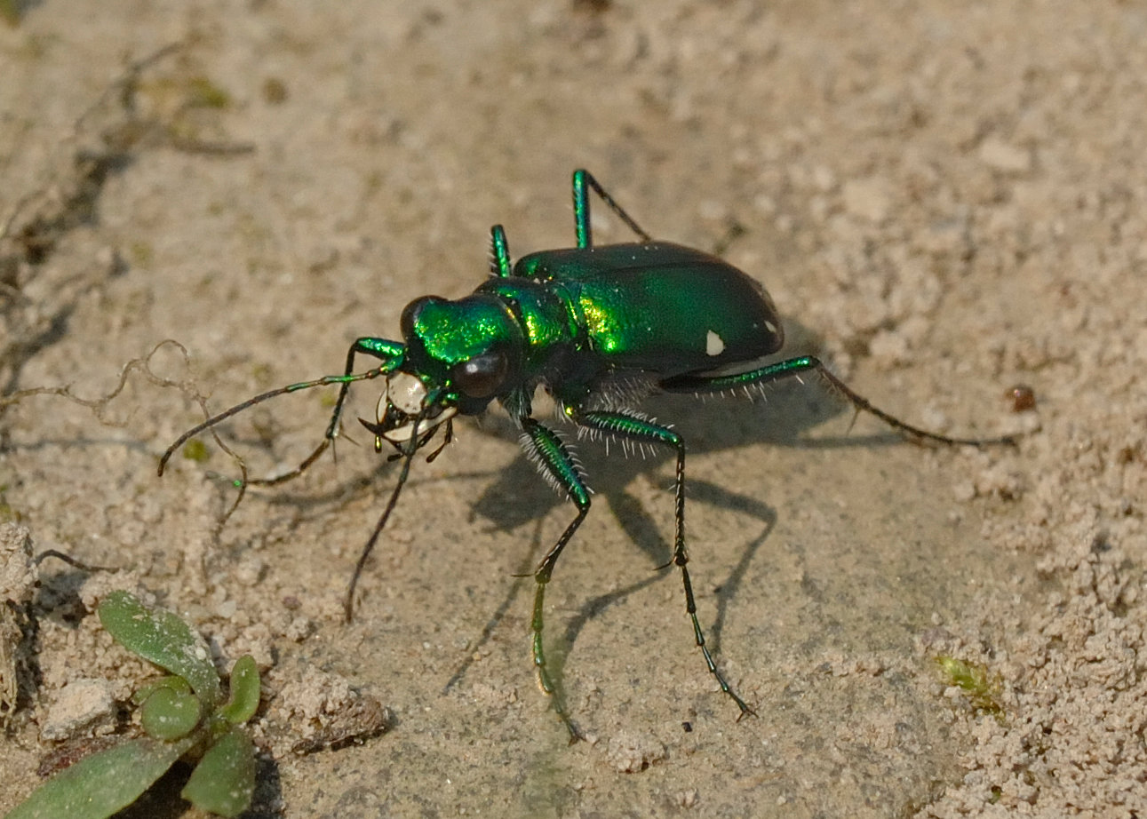 This is the six-spotted green tiger beetle, as seen in Glen Spey, NY. Two of the six spots can be seen on this individual. This insect’s long legs enable it to move and change direction quickly on the ground. Also, notice the large mandibles shaped like sickles. These traits make tiger beetles formidable insect predators.